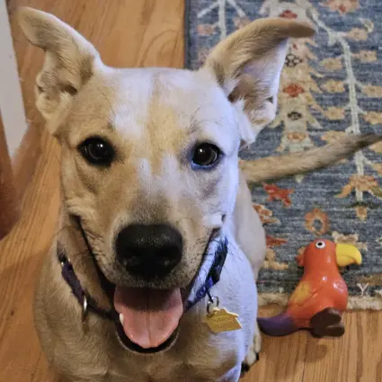 A light blonde/tan dog with a smile and happy ears, in a home.